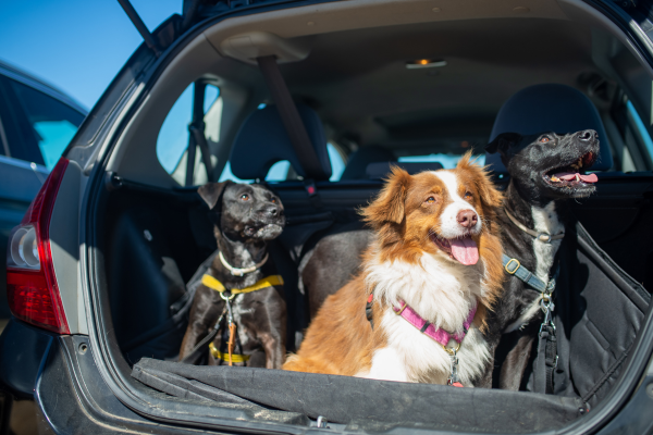 Transporte inadecuado de mascotas o dejarlas encerradas en el coche