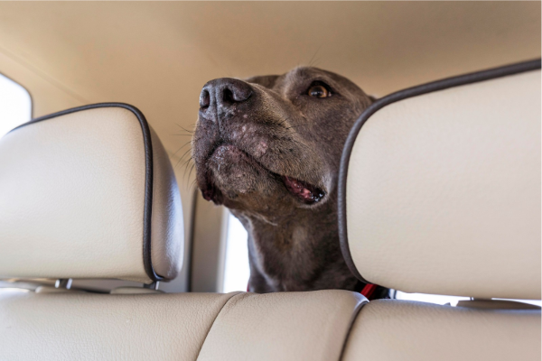 Multas por viajar con mascotas: lo que debes saber antes de salir en coche
