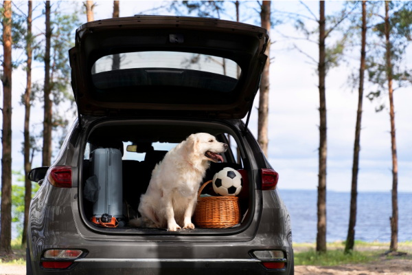 Multas por viajar con mascotas: lo que debes saber antes de salir en coche